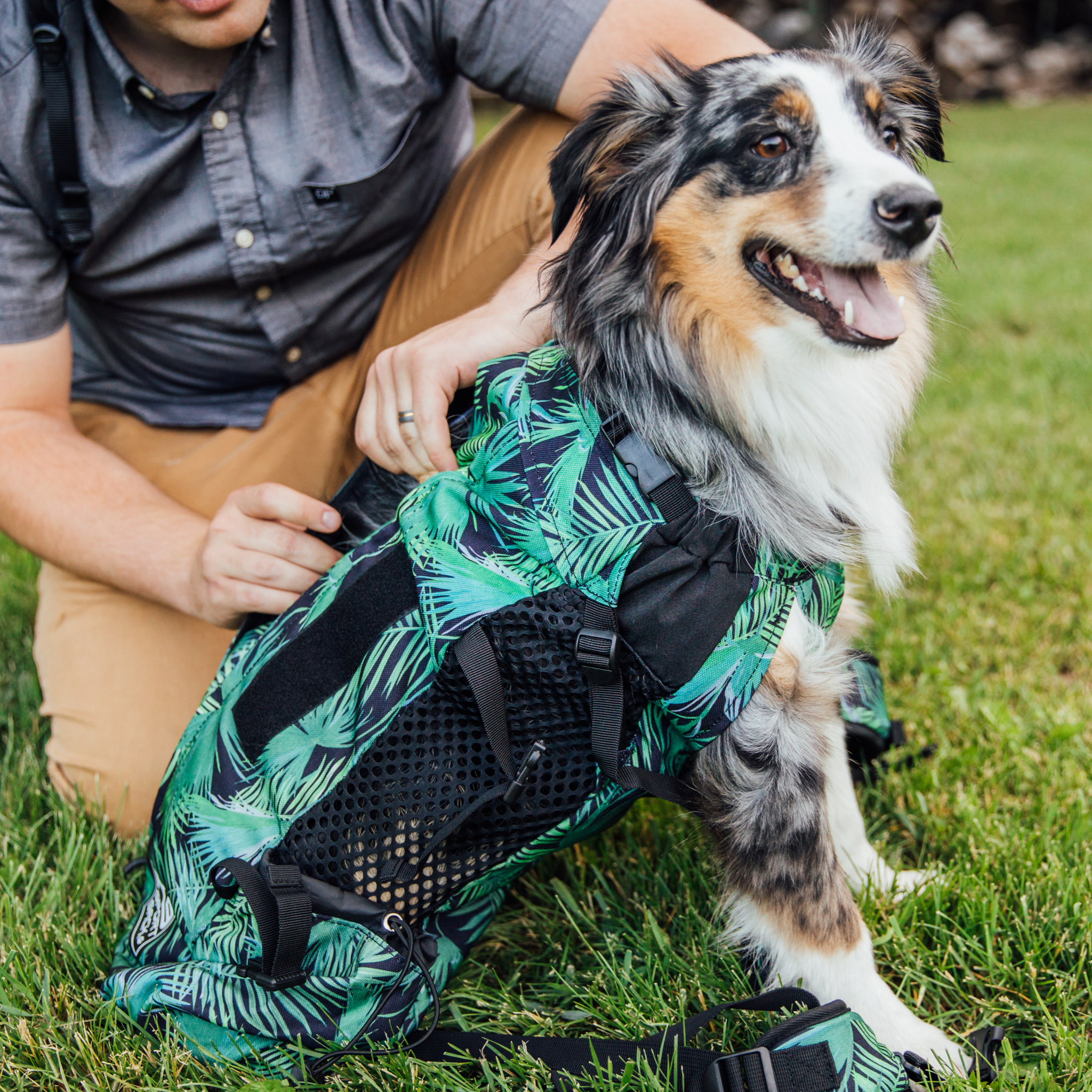 Putting dog in backpack 2025