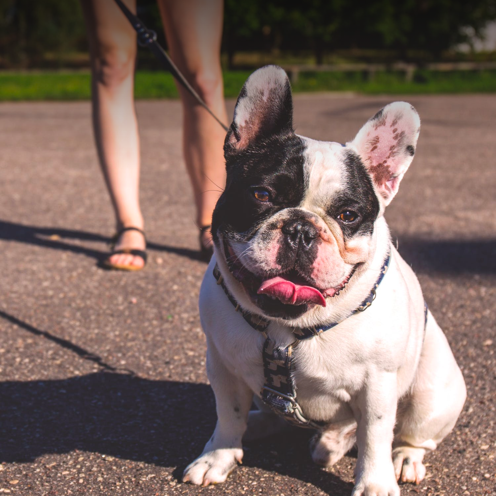 A friendly french bulldog out on a walk with a woman