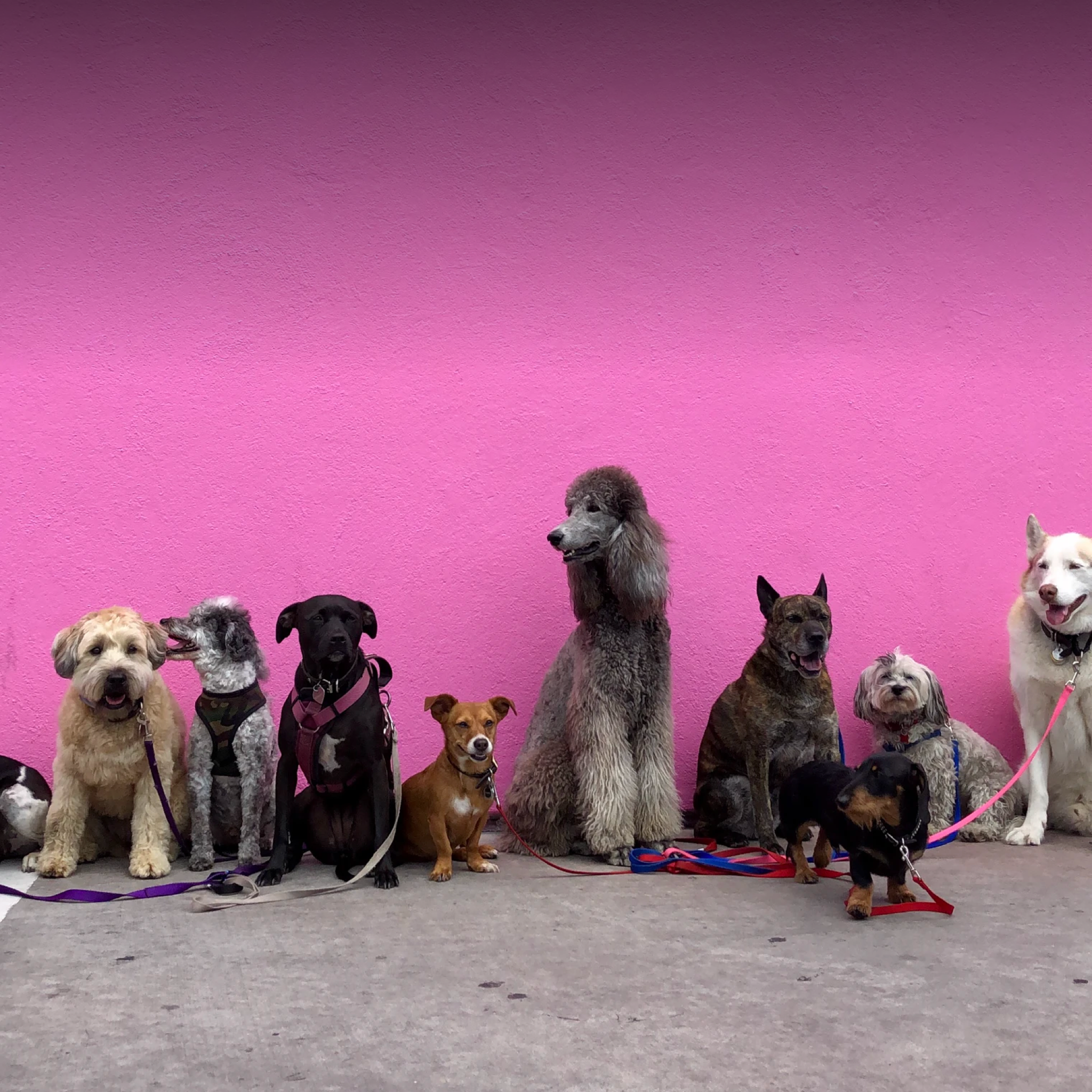 Dogs of all breeds and sizes lined up against a wall