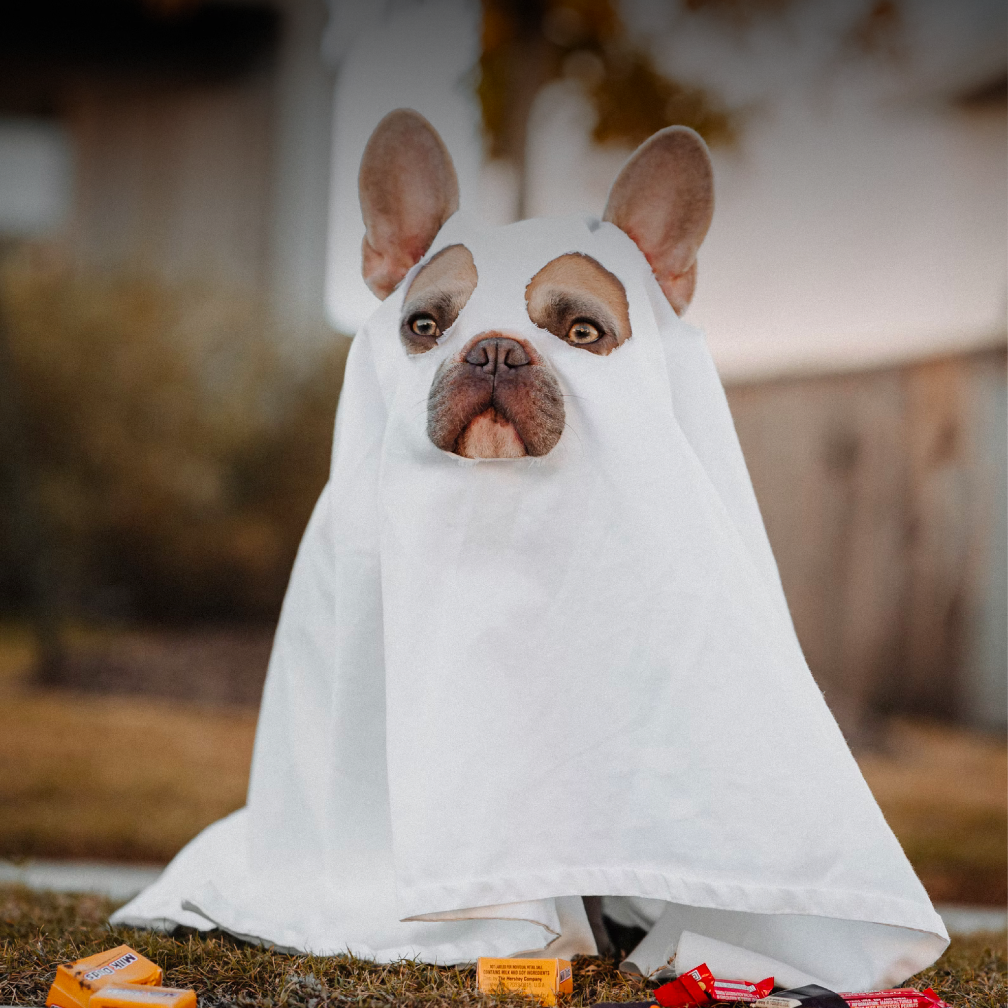 5 Tricks to Make Halloween a Treat