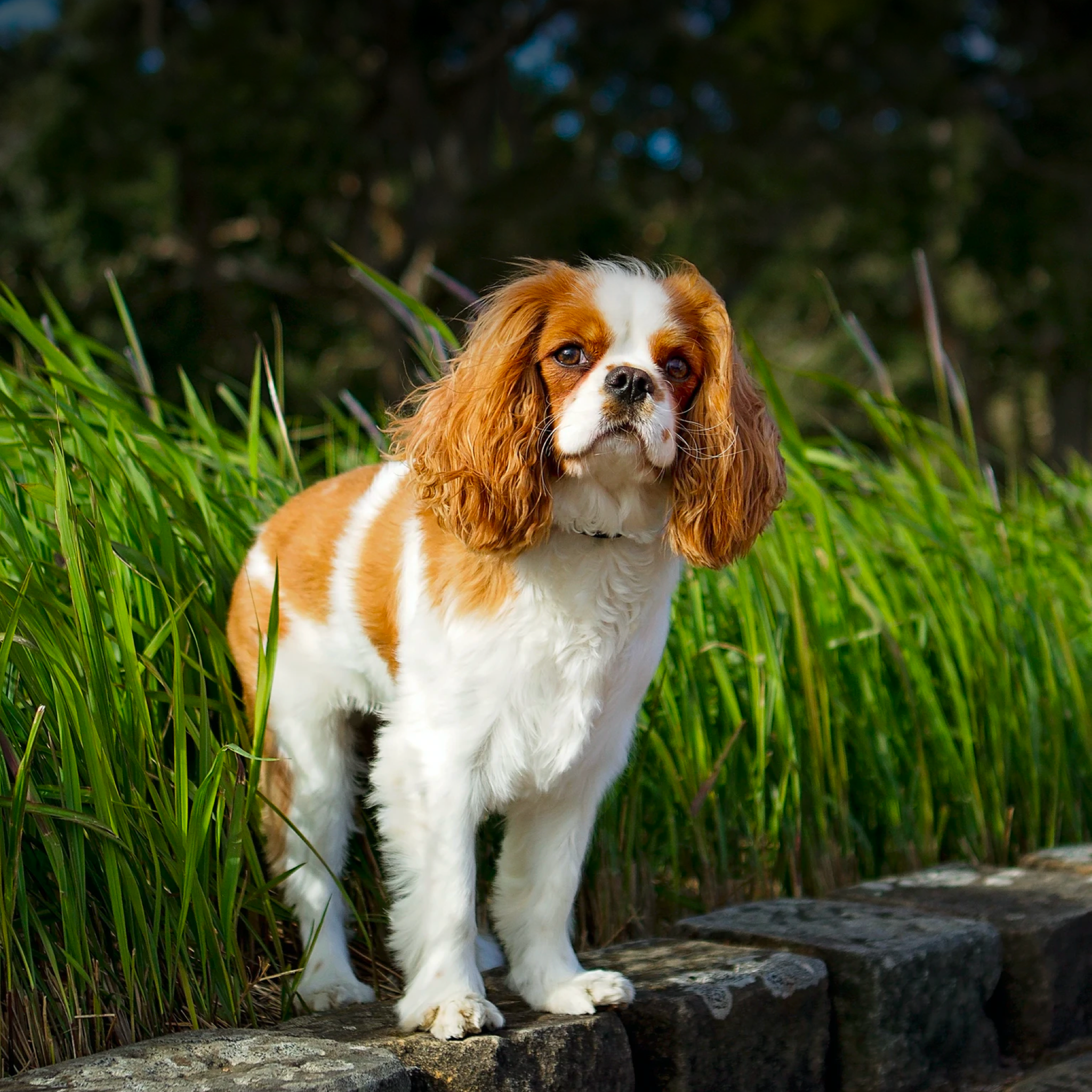 A King Charles Cavalier looks on from a grassy ledge