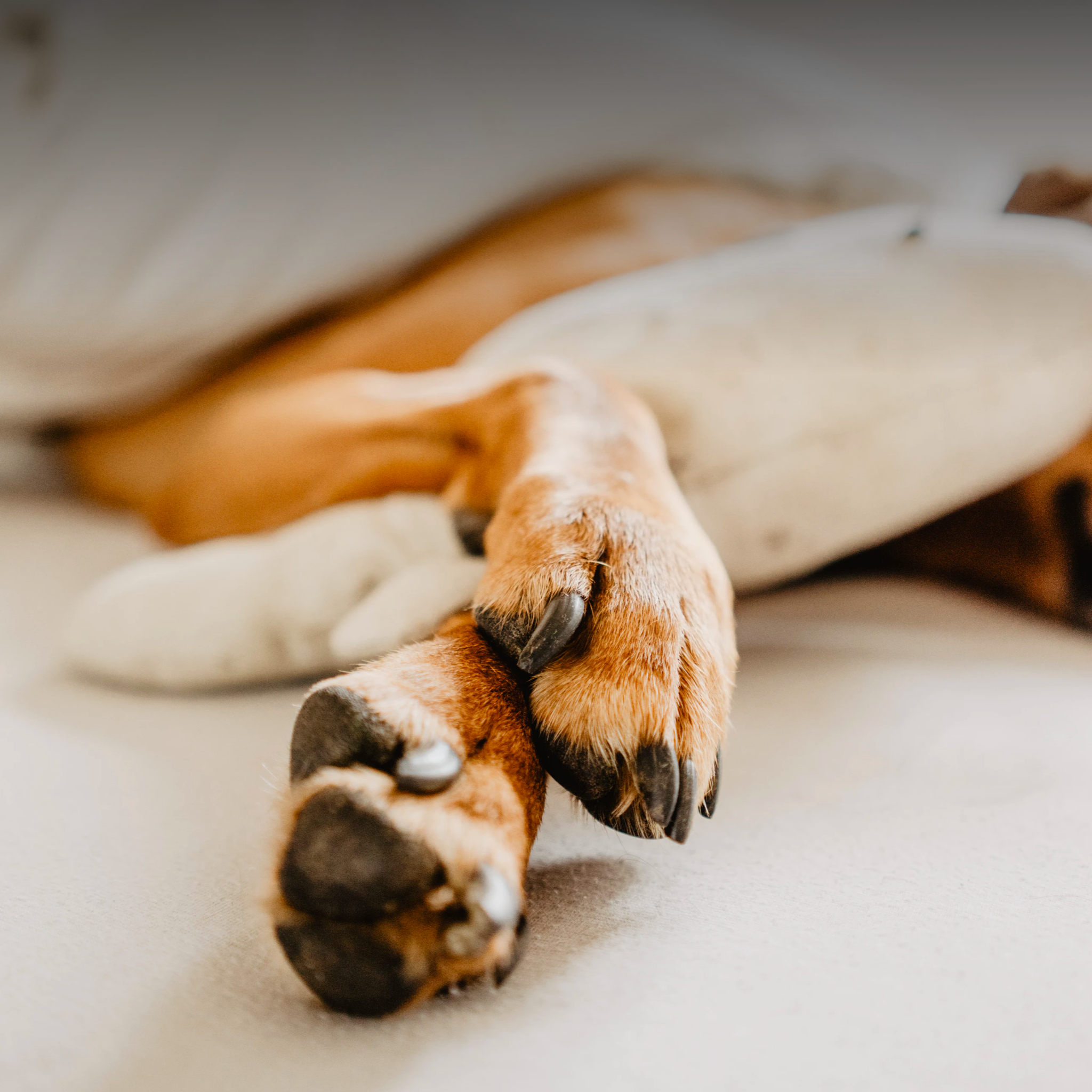 A dog's paws lay on a padded surface