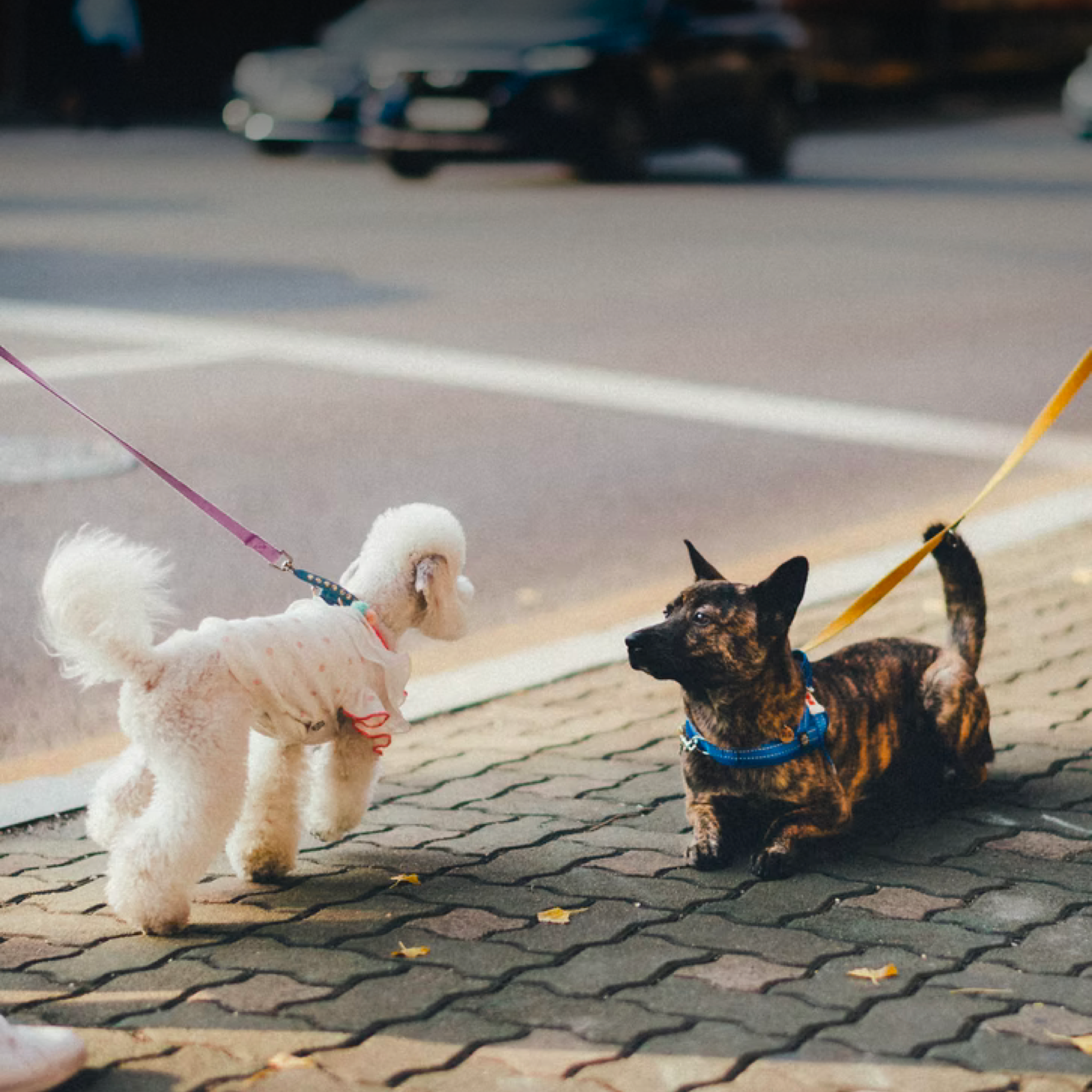 How to Socialize your Dog Effectively