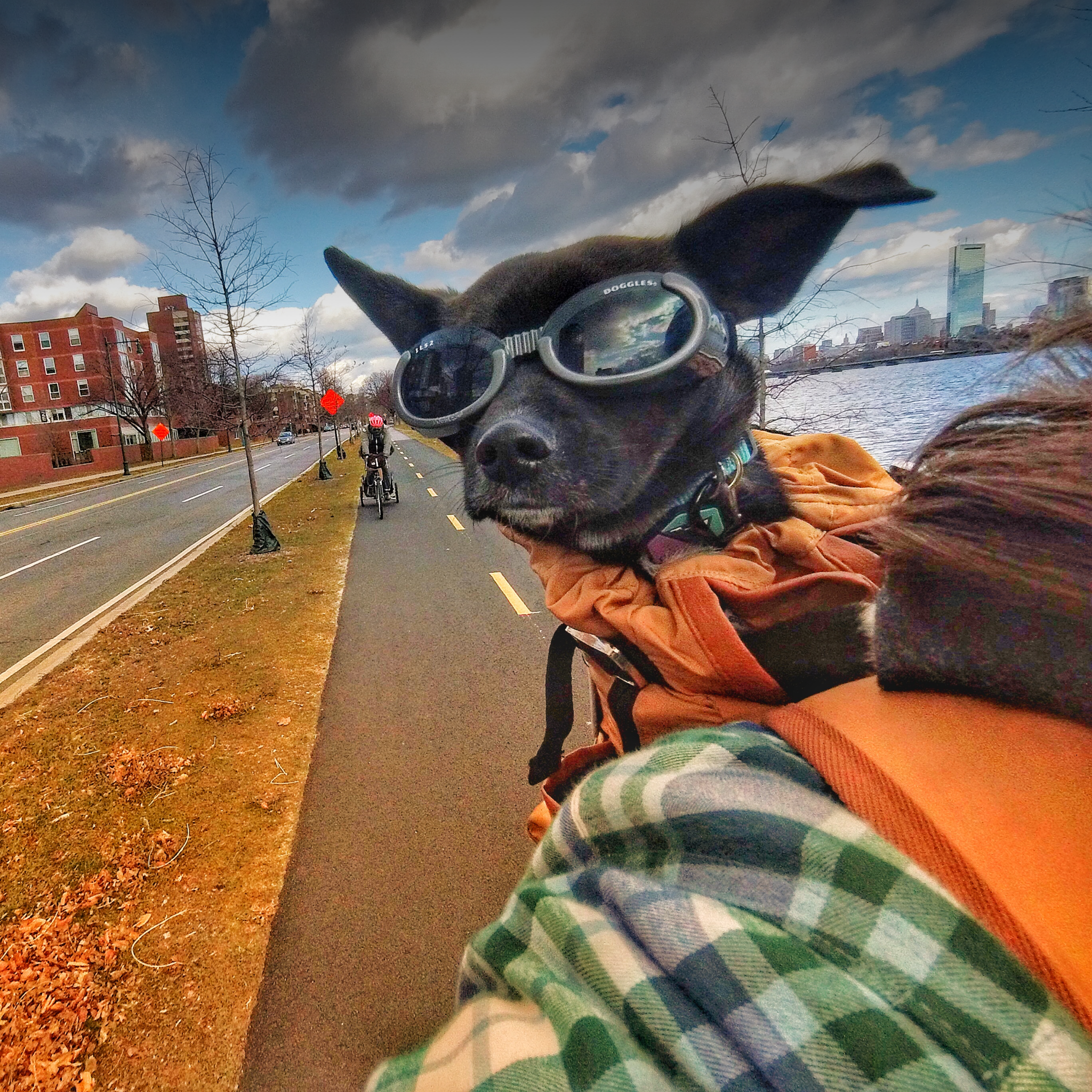 Watson, the dog, enjoys the wind in his face while riding in a K9 Sport Sack backpack dog carrier