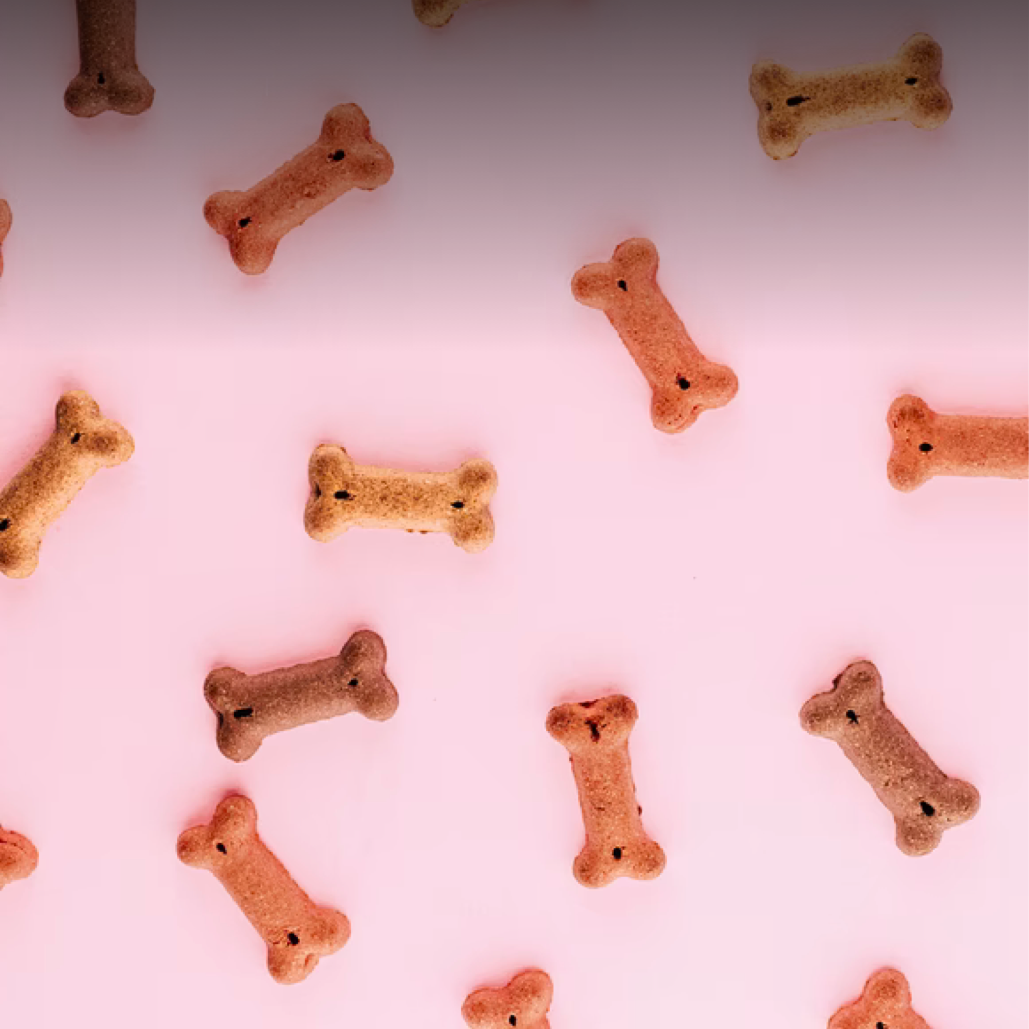 Making Your Own Dog Treats