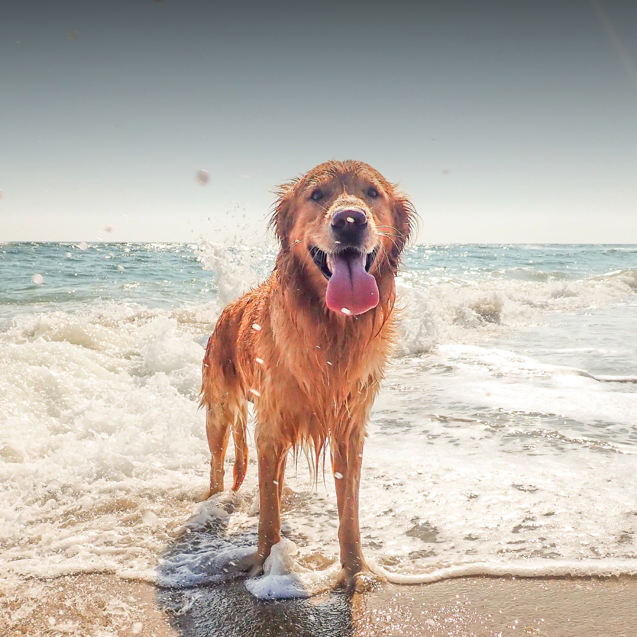 A happy dog smiles with its tongue out as the ocean water washes over its paws