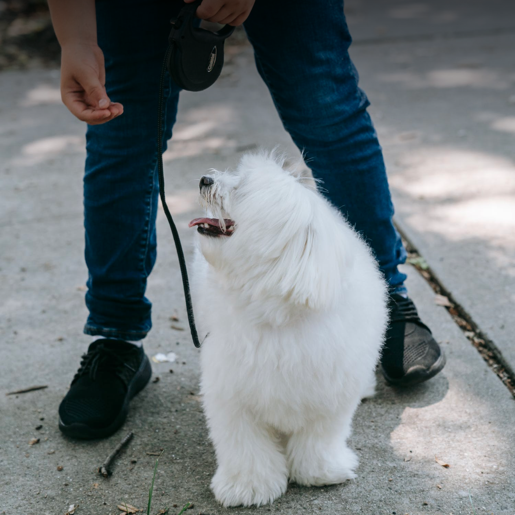 Teaching Your Children to Walk the Dog on Their Own