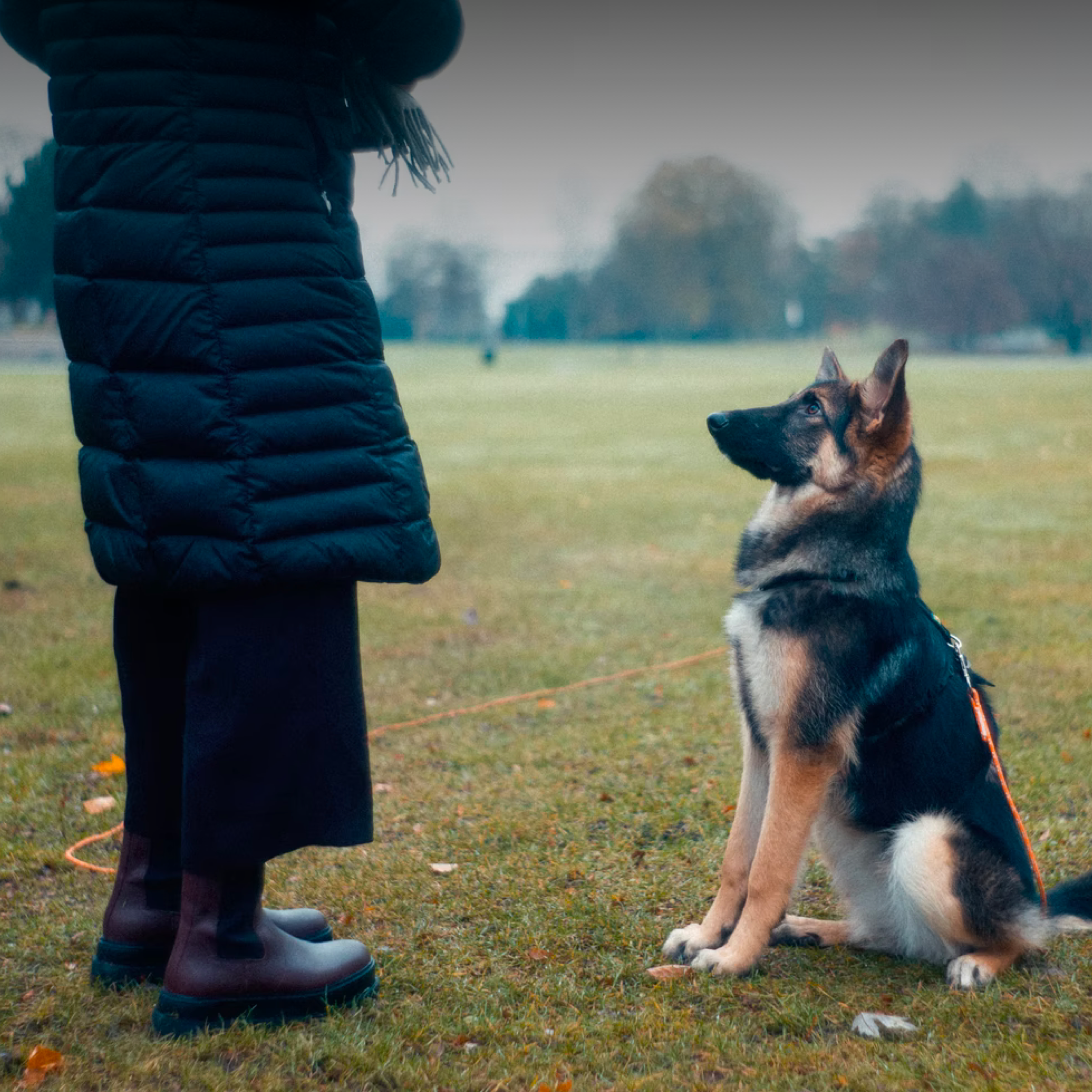 Teaching Your Dog Commands in Foreign Languages