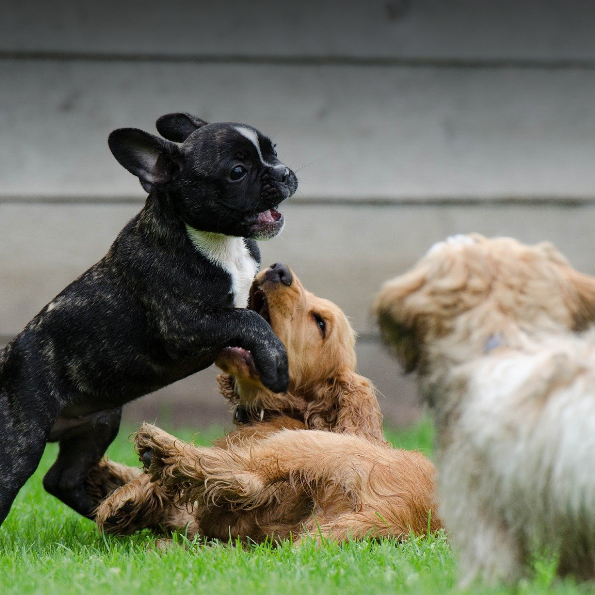Multiple dog breeds playing with one another