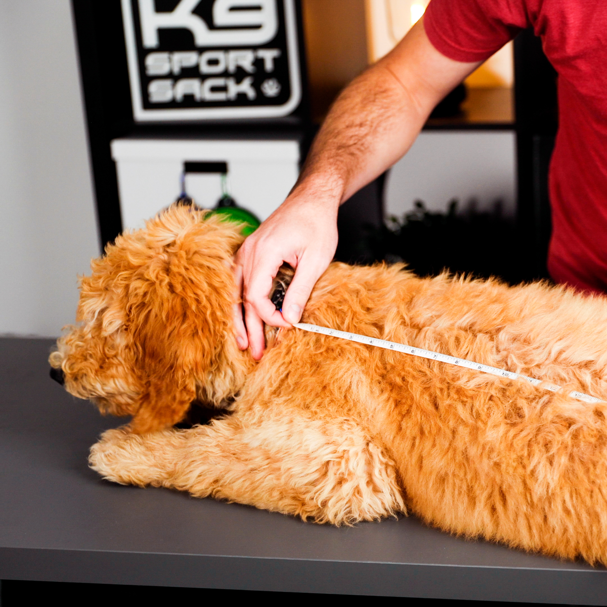 A dog being measured from collar to the base of its tail